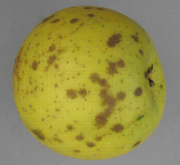 Symptômes atypiques de Venturia asperata sur pomme, variété Goldrush